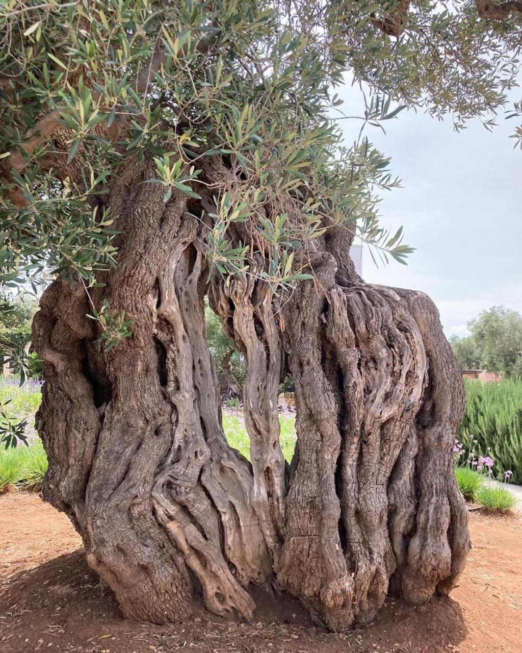 Boutique Hotel Masseria Sottomasi سافيلّيتري المظهر الخارجي الصورة