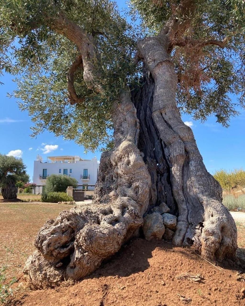 Boutique Hotel Masseria Sottomasi سافيلّيتري المظهر الخارجي الصورة